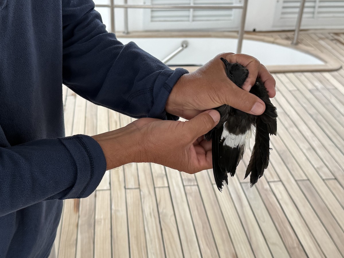 Band-rumped Storm-Petrel - ML645627946