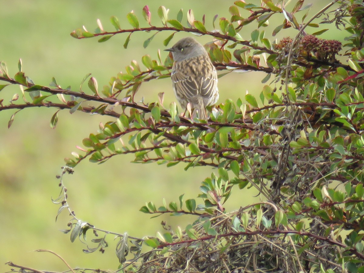 Altai Accentor - ML645627949