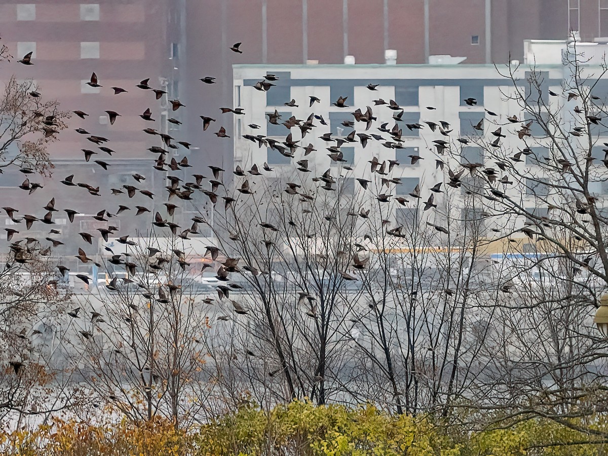 European Starling - ML645627951