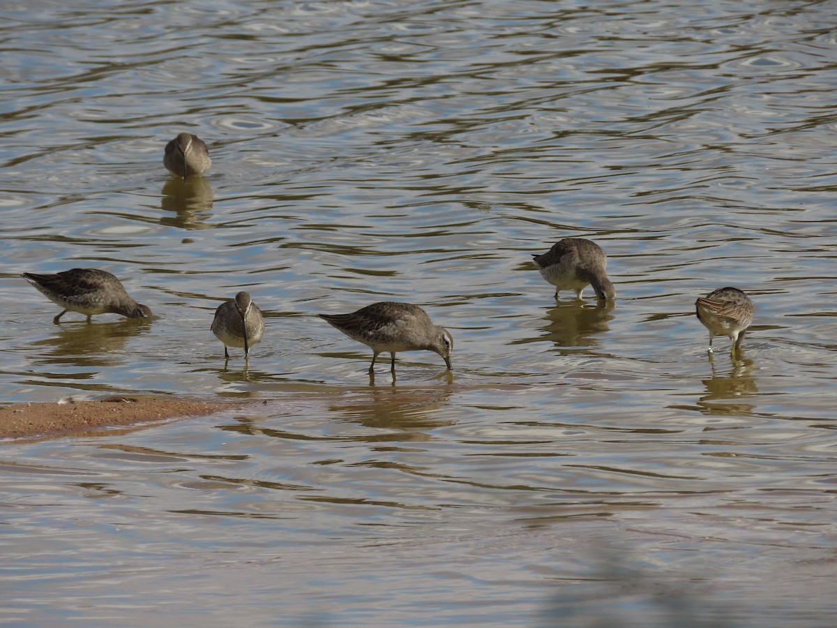 Long-billed Dowitcher - ML645627952
