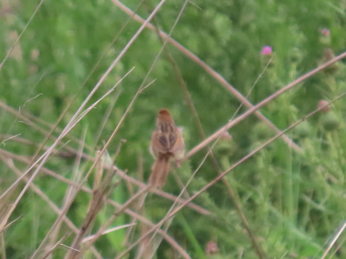 Tawny Grassbird - ML645627953