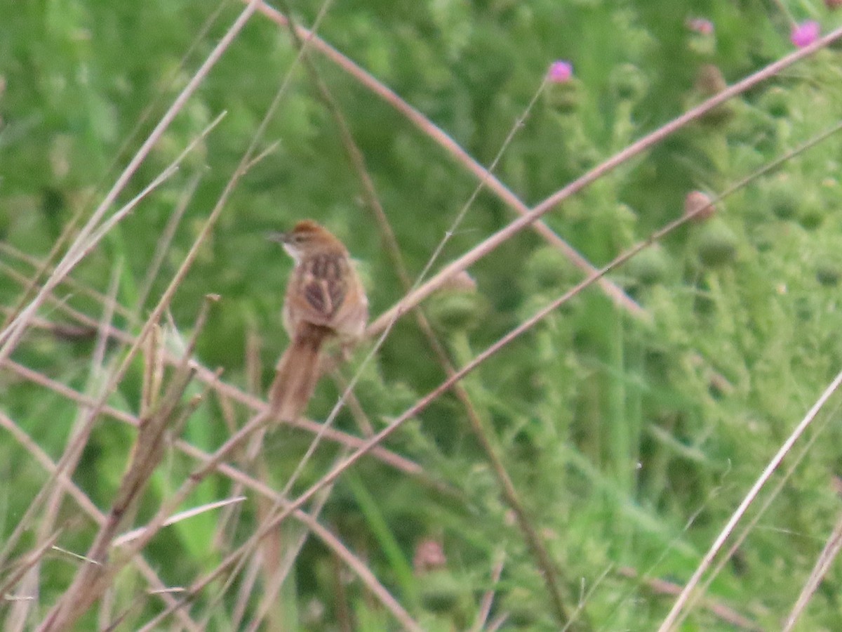 Tawny Grassbird - ML645627954