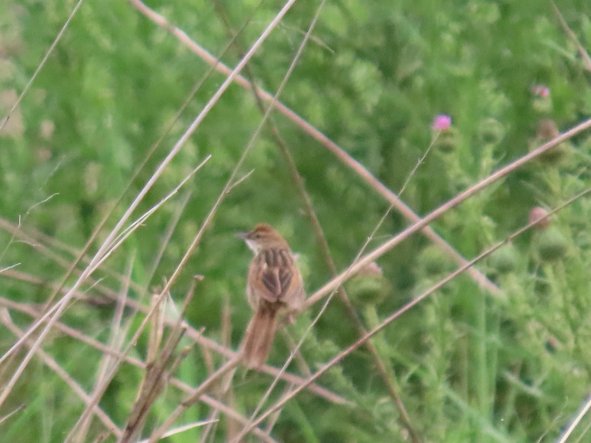 Tawny Grassbird - ML645627955