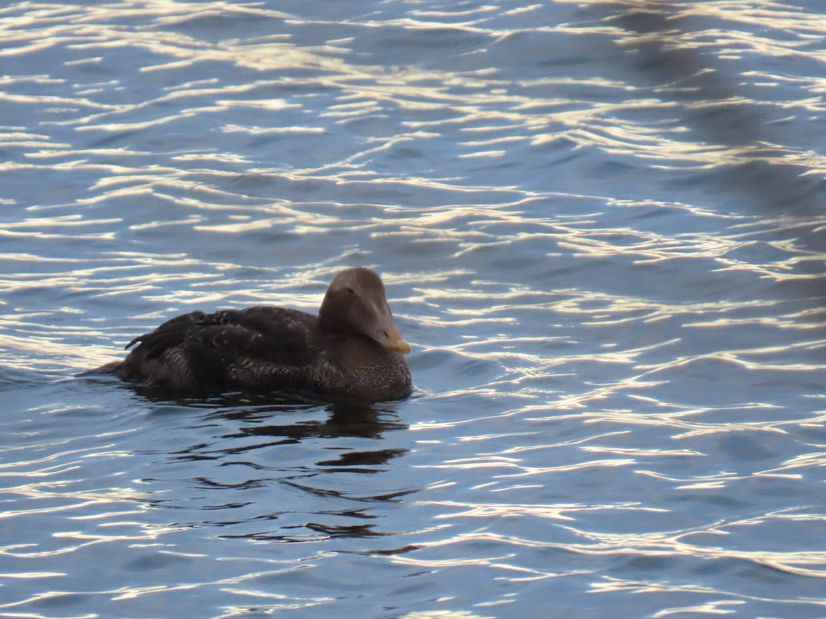 Common Eider (Pacific) - ML645627956
