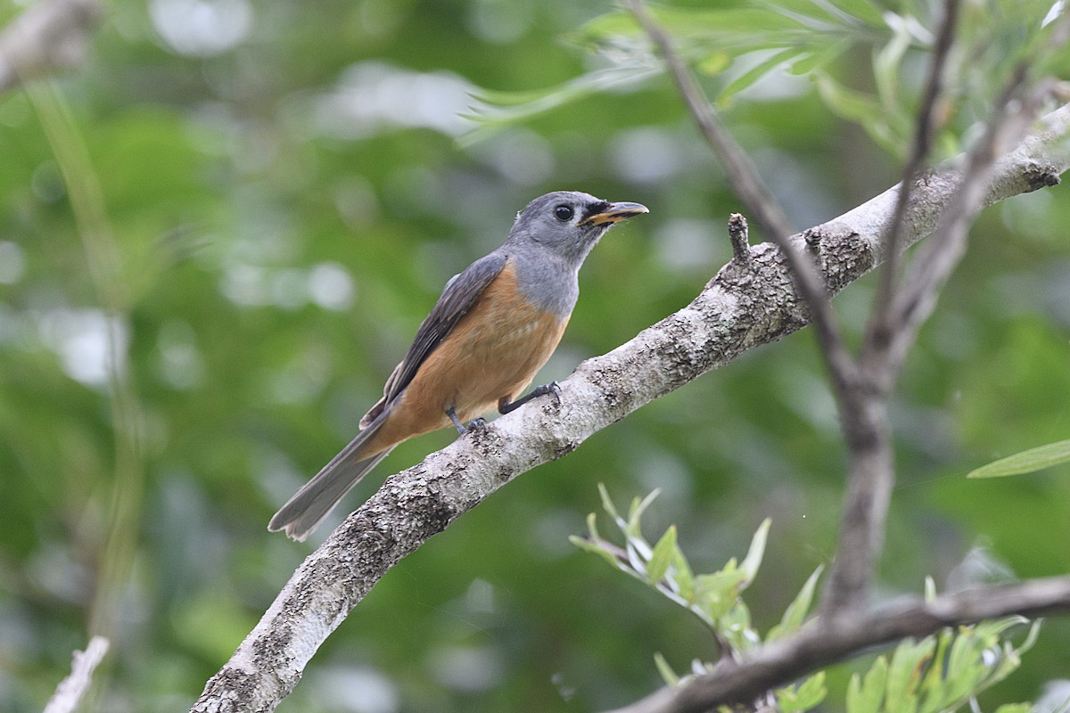 Black-faced Monarch - ML645627957