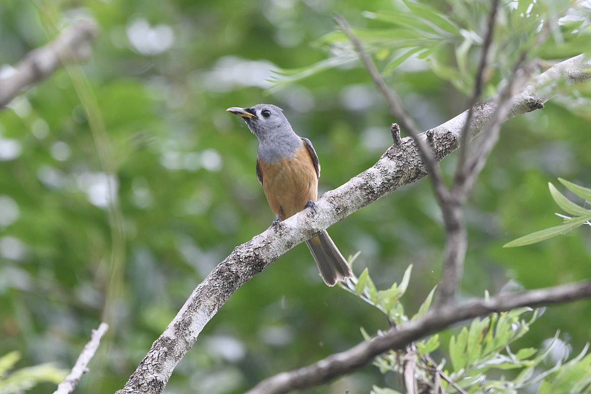 Black-faced Monarch - ML645627958