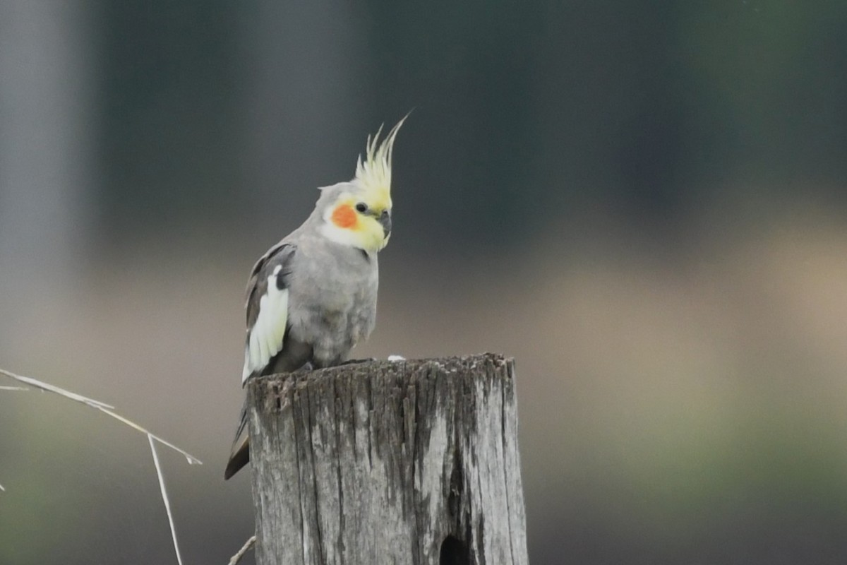 Cockatiel - ML645627960