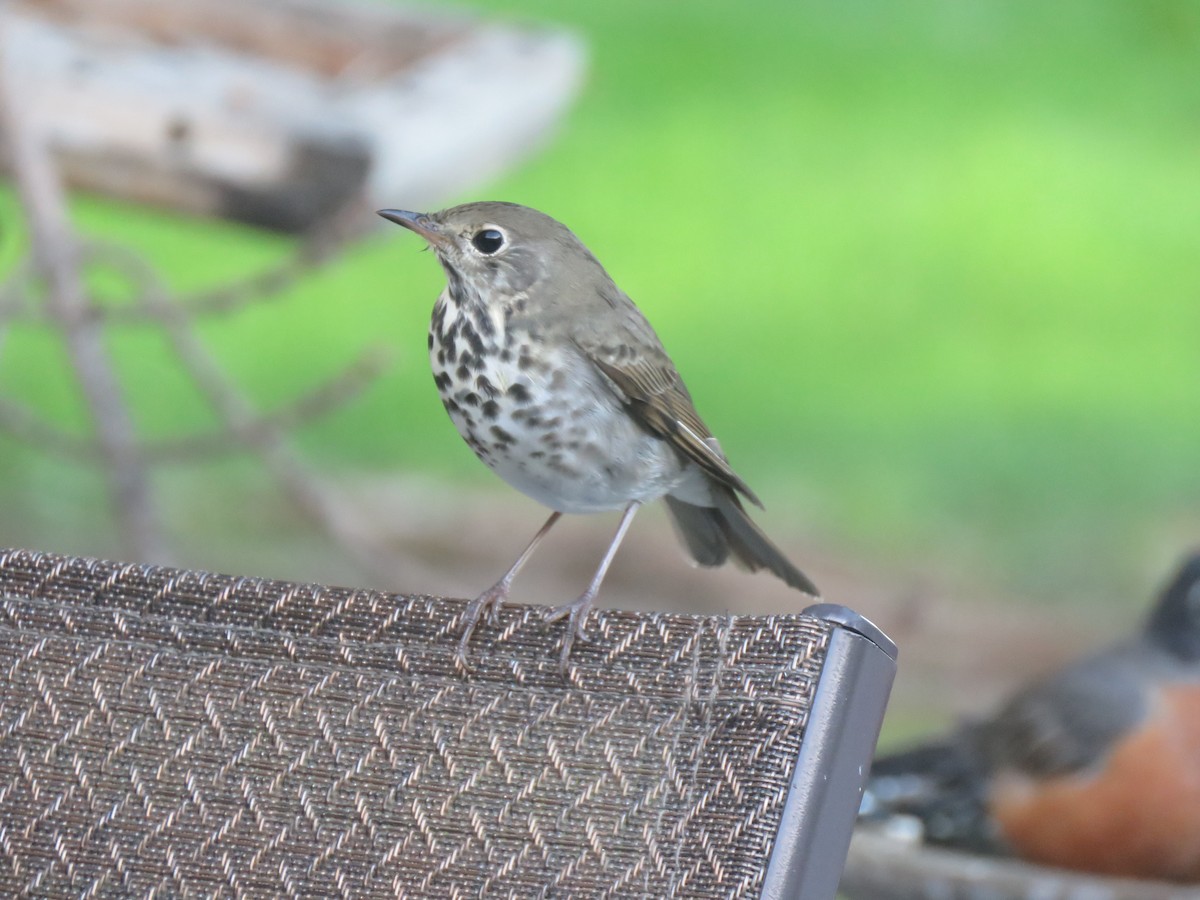Hermit Thrush - ML645627961