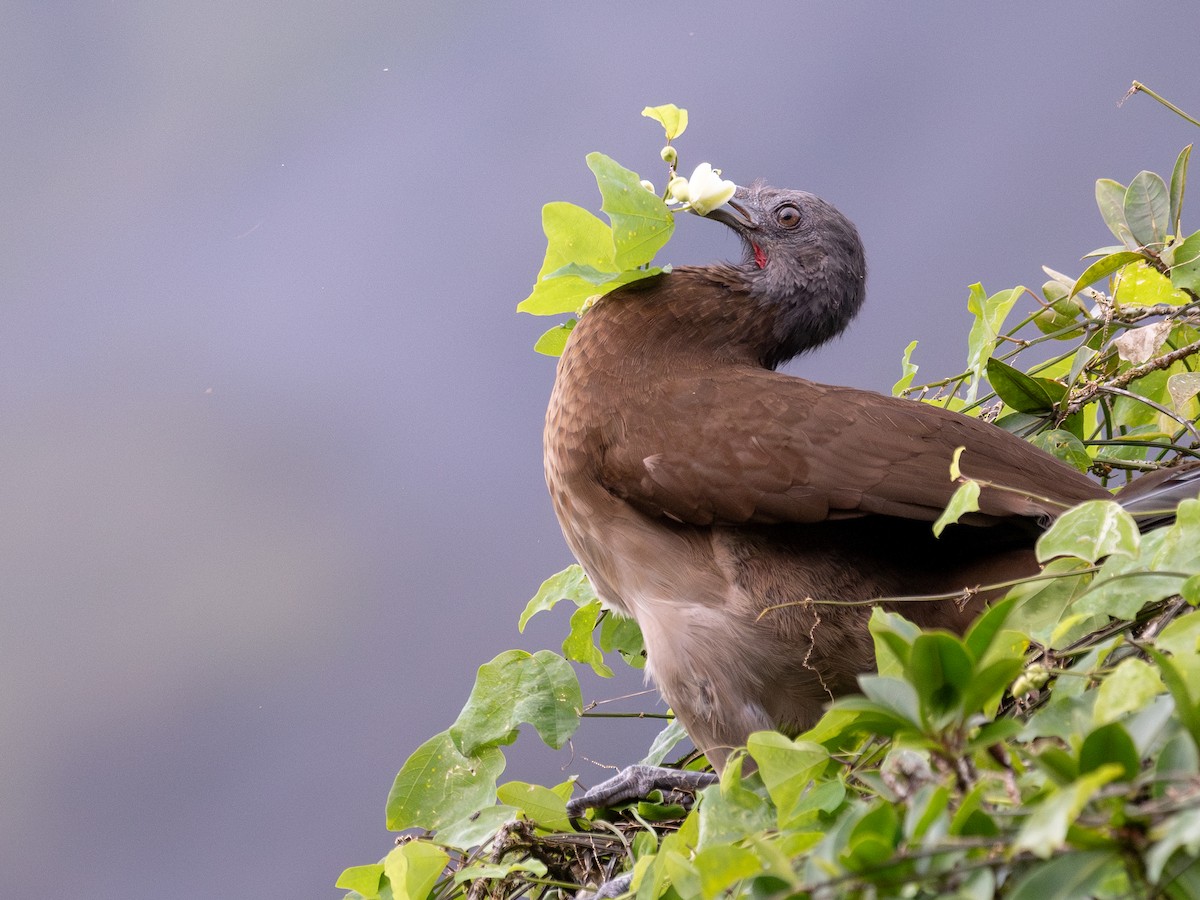 Gray-headed Chachalaca - ML645627969