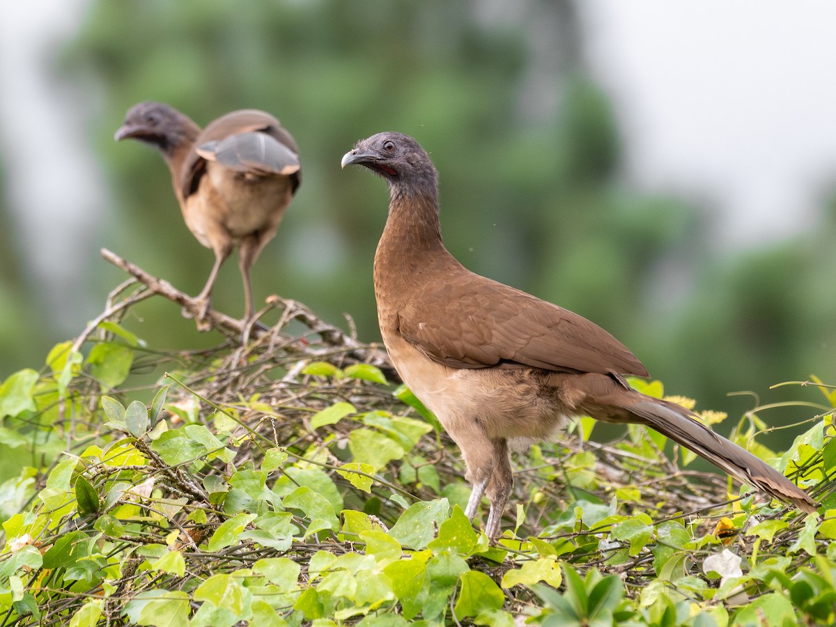 Gray-headed Chachalaca - ML645627970