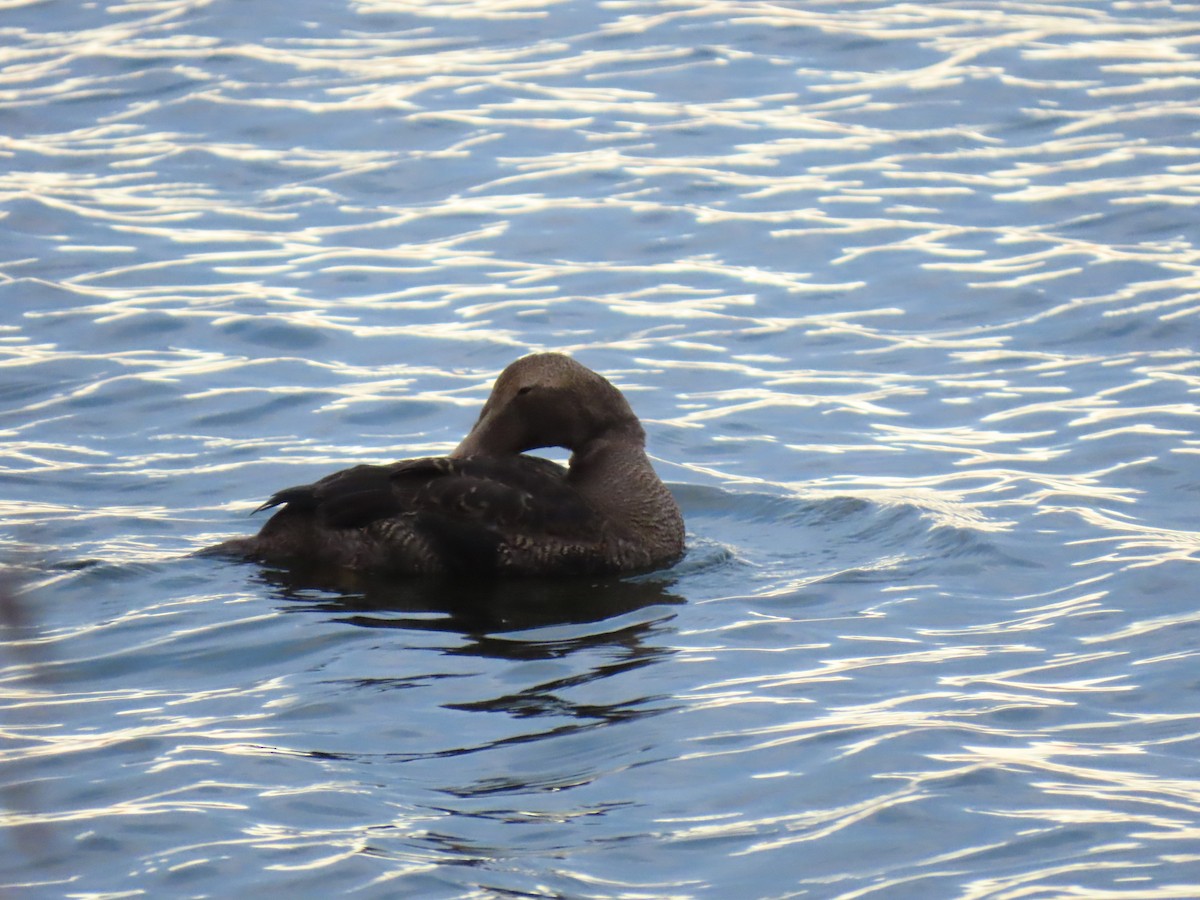 Common Eider (Pacific) - ML645627972