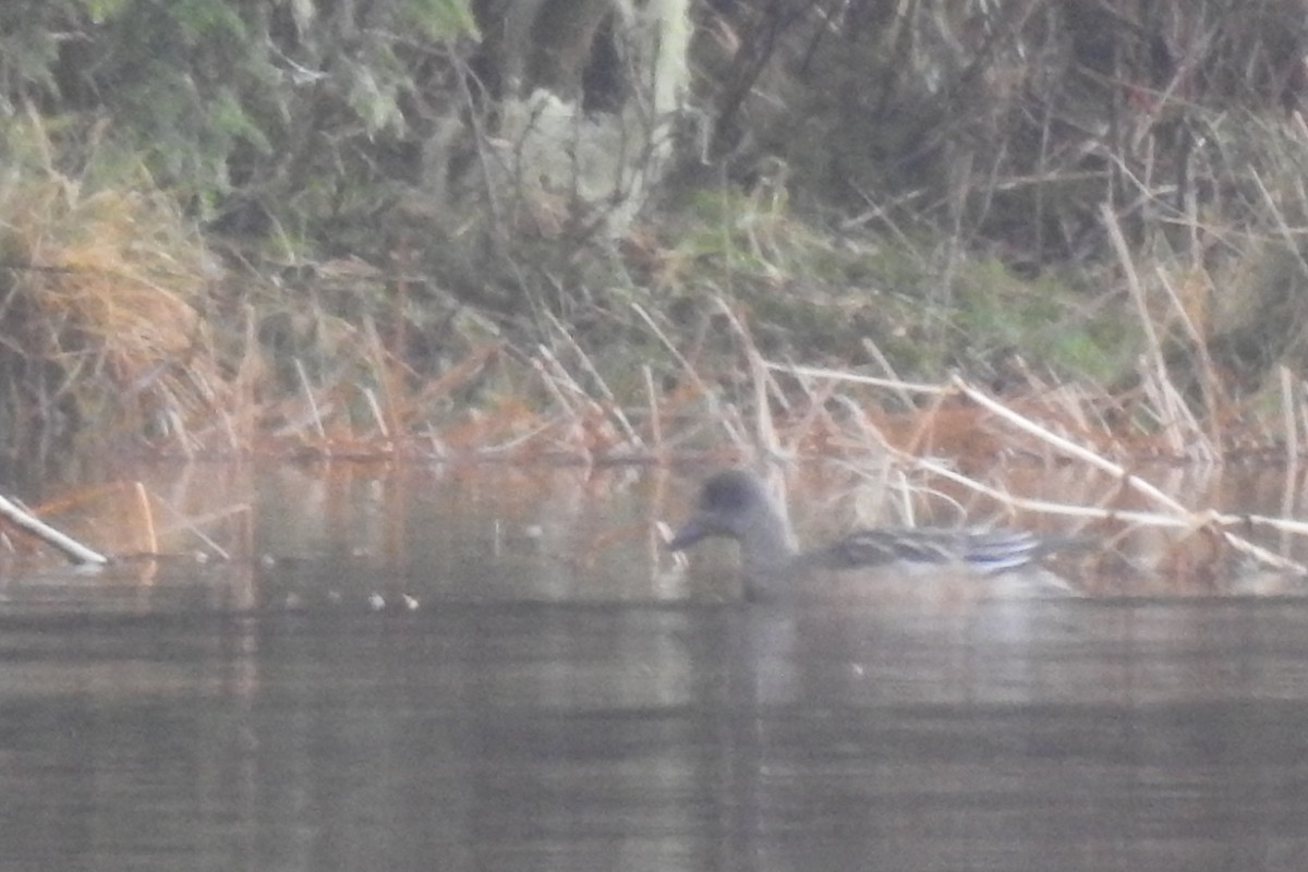 American Wigeon - ML645627977