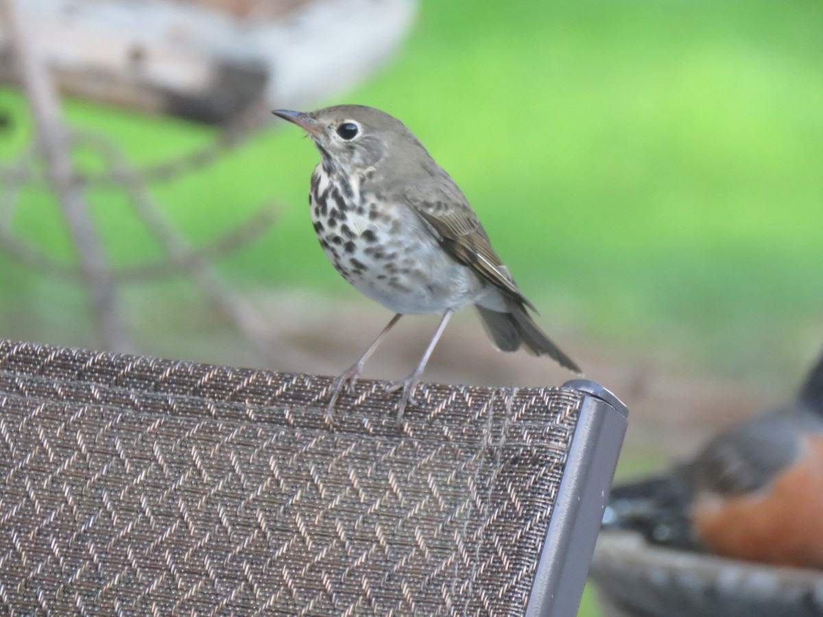 Hermit Thrush - ML645627978