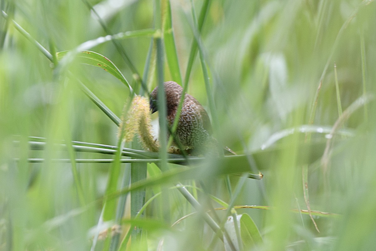 Scaly-breasted Munia - ML645627979