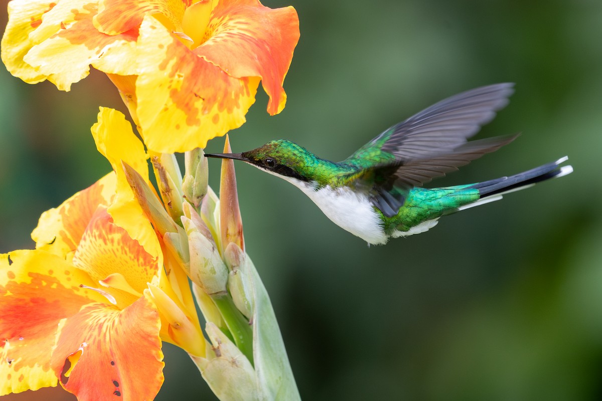 Purple-crowned Fairy - ML645627989