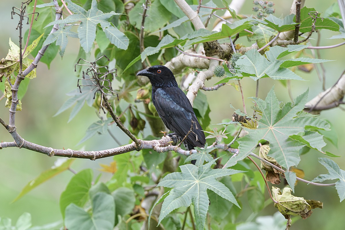 Spangled Drongo - ML645627990