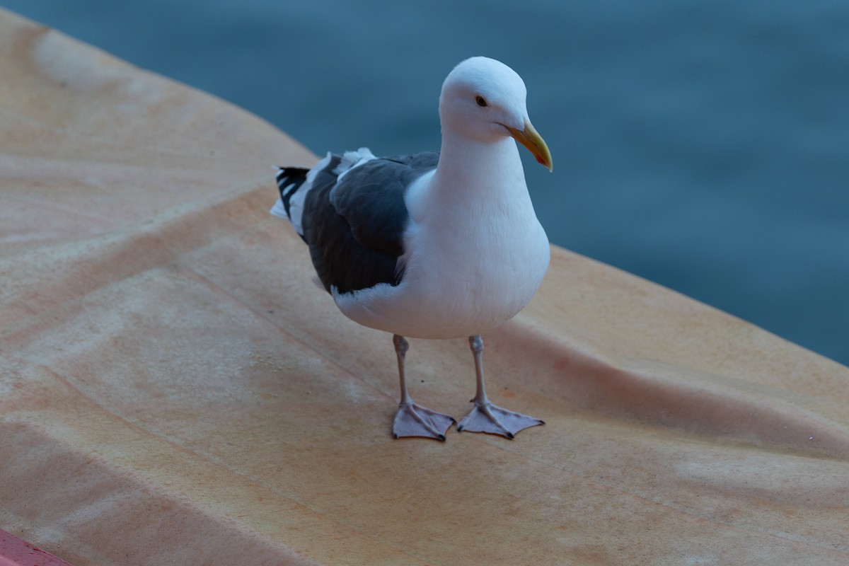 Западная чайка - ML645627996