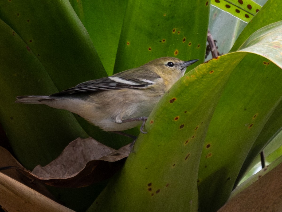 Bay-breasted Warbler - ML645627999
