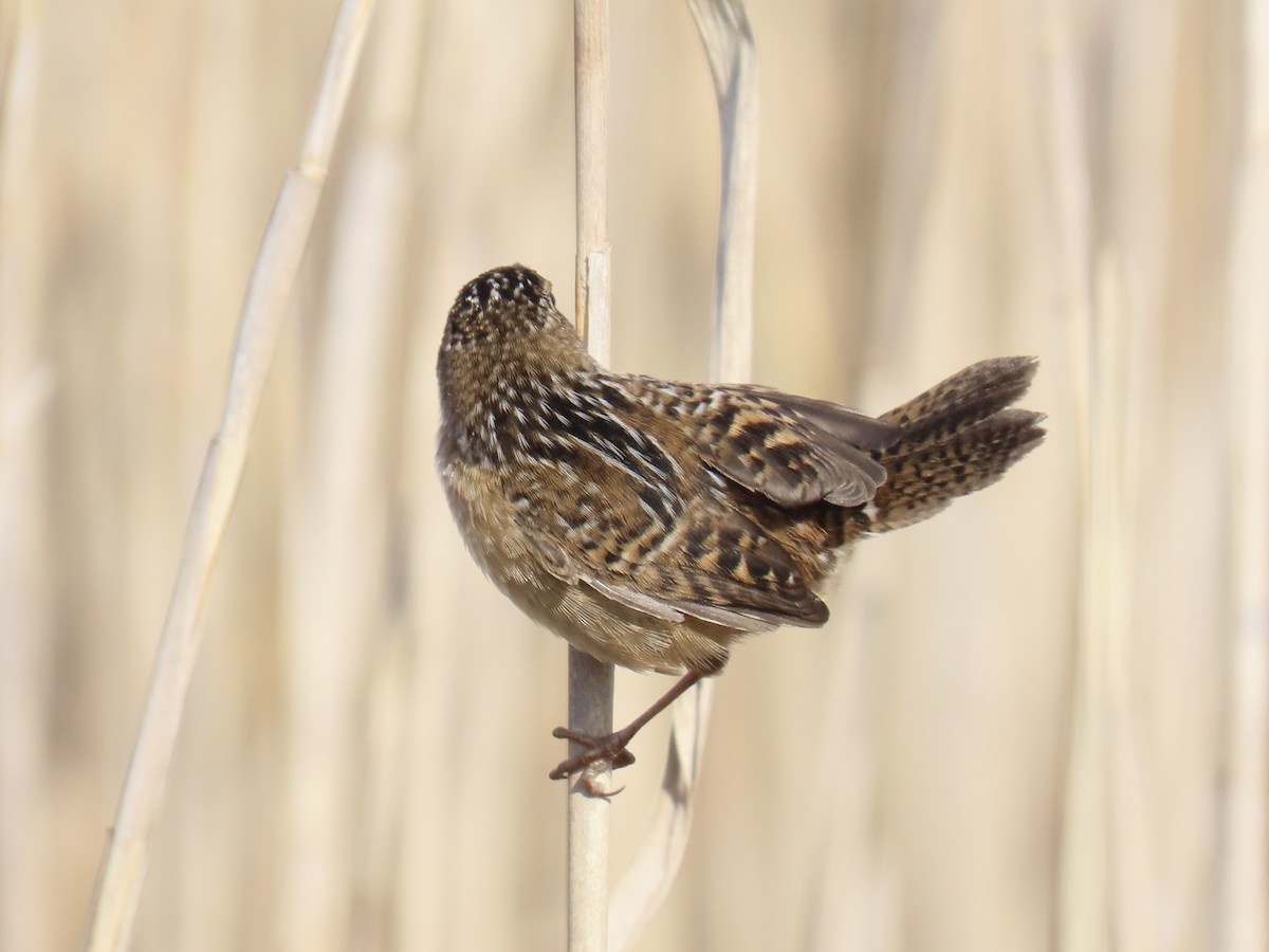 Sedge Wren - ML645628006