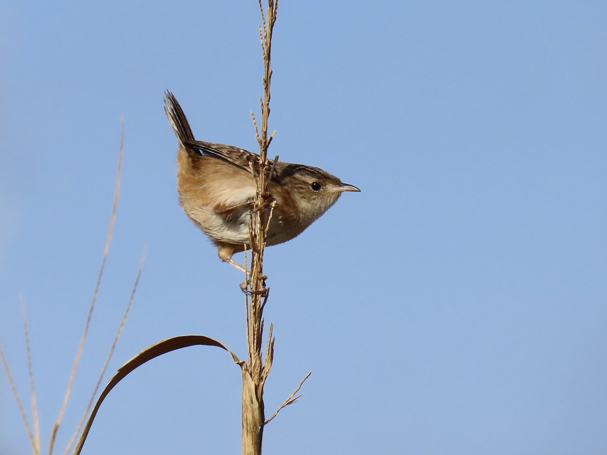 Sedge Wren - ML645628007