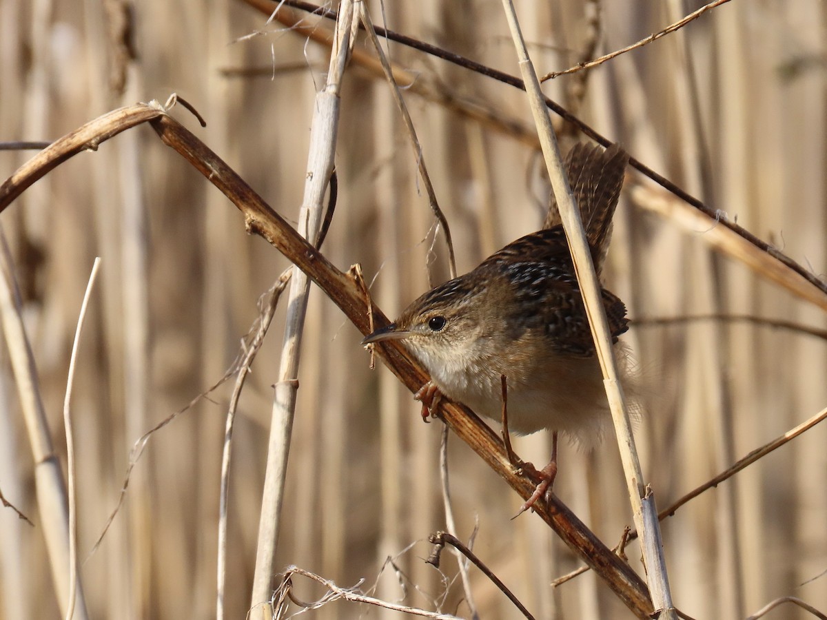 Sedge Wren - ML645628008