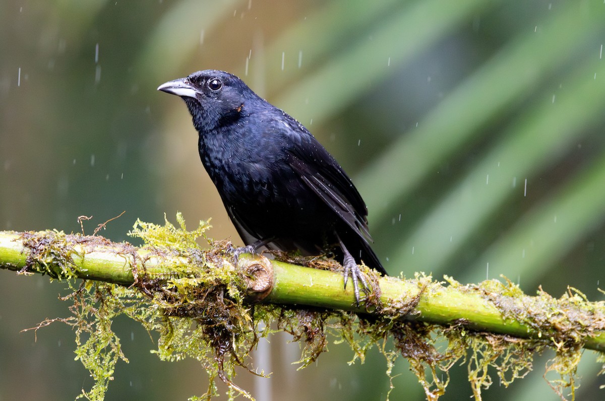 Scrub Blackbird - ML645628011
