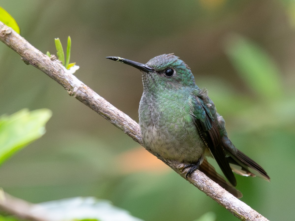 Scaly-breasted Hummingbird - ML645628012