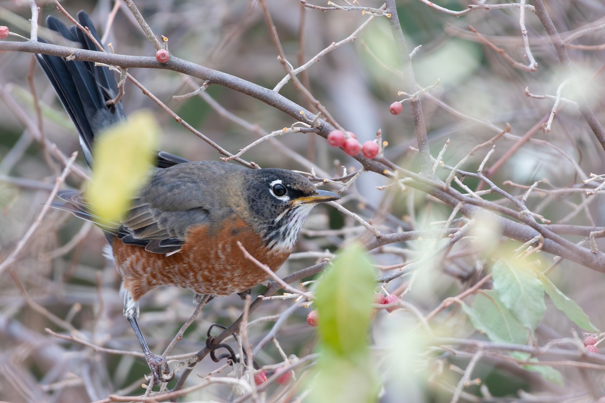 American Robin - ML645628015