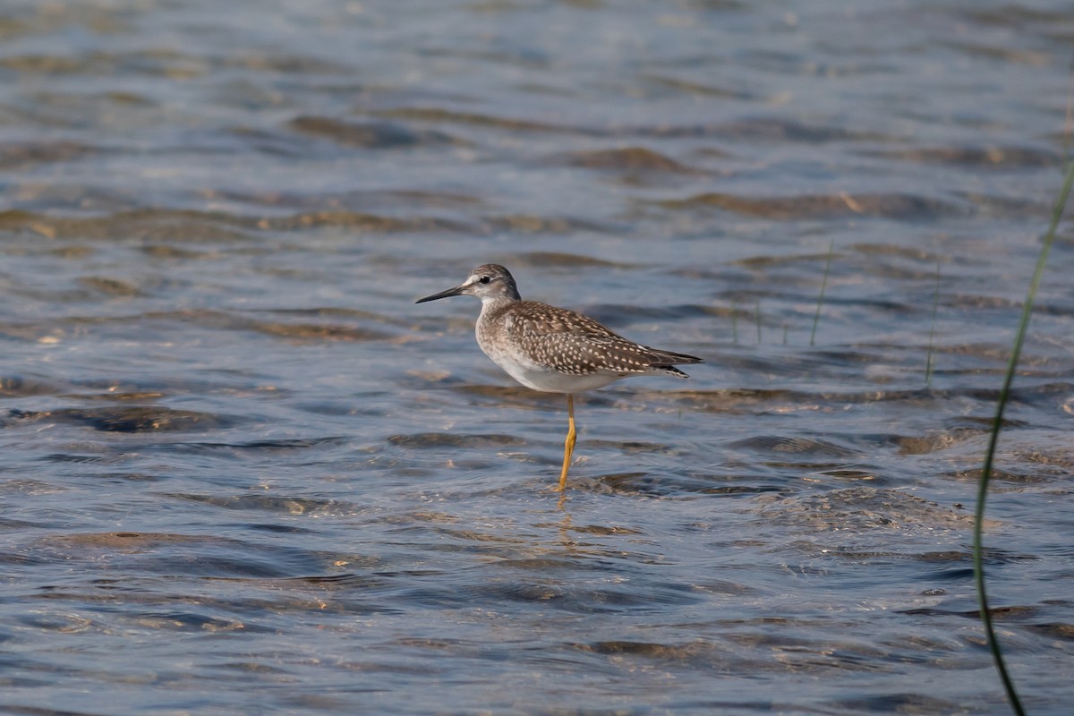 Lesser Yellowlegs - ML645628018