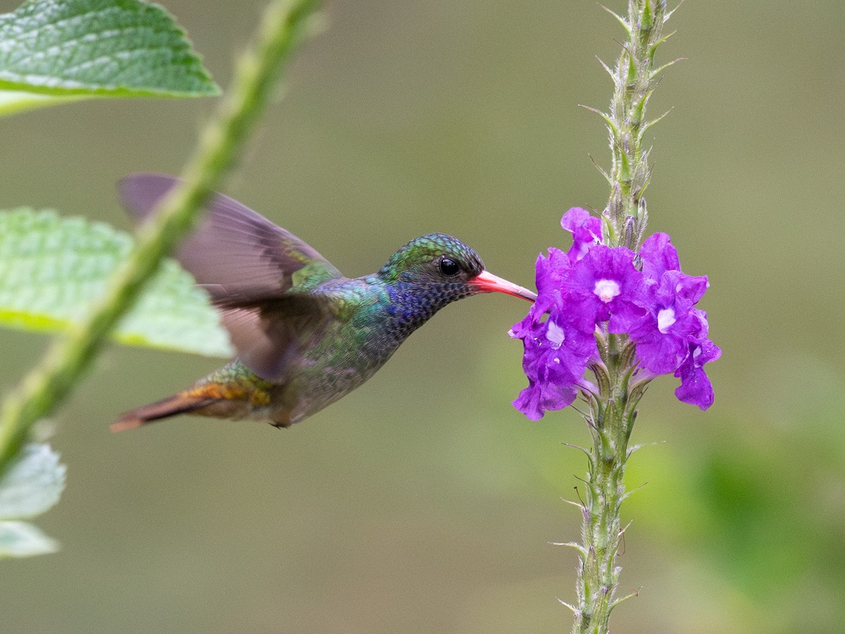 Blue-throated Goldentail - ML645628023