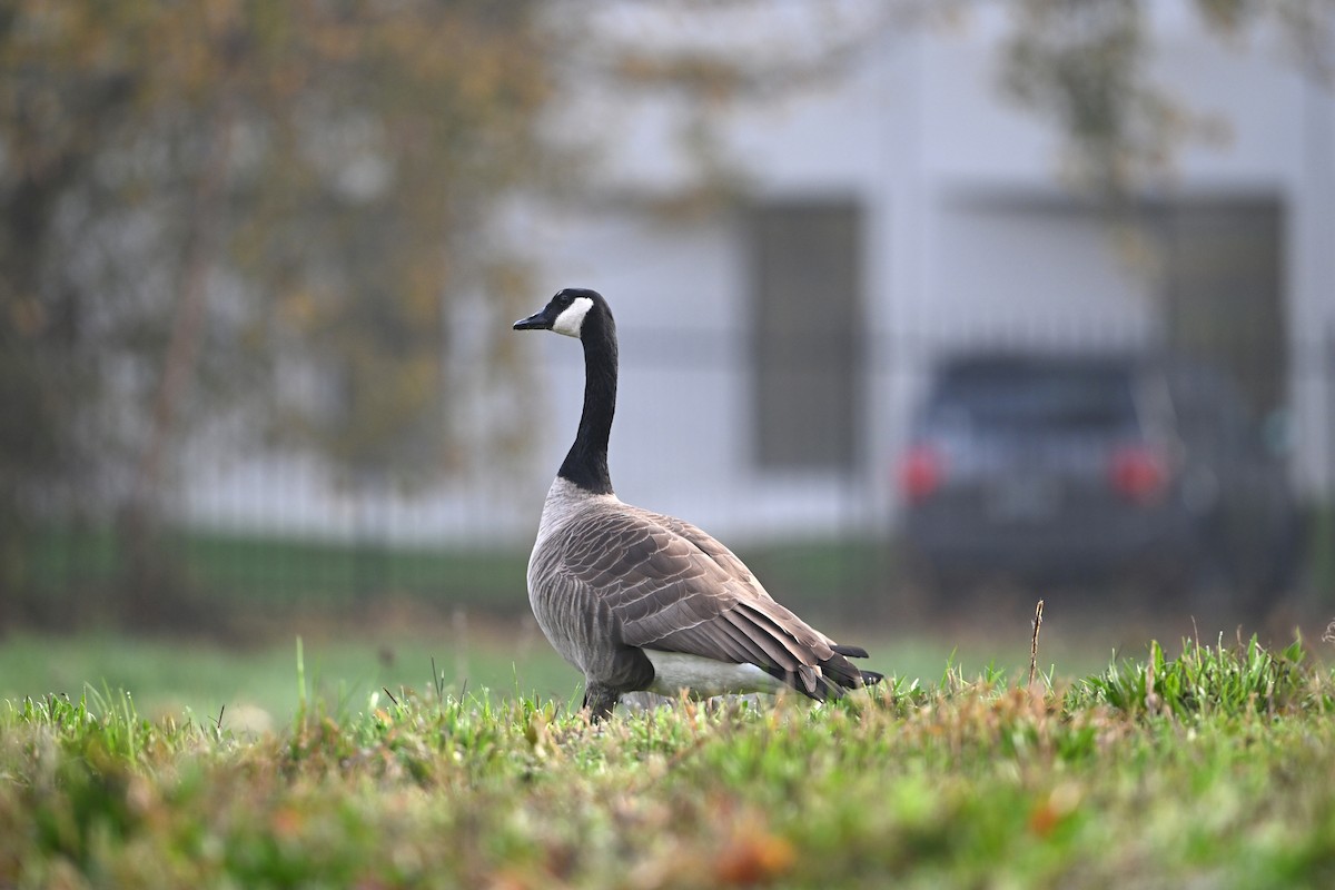 Canada Goose - ML645628029