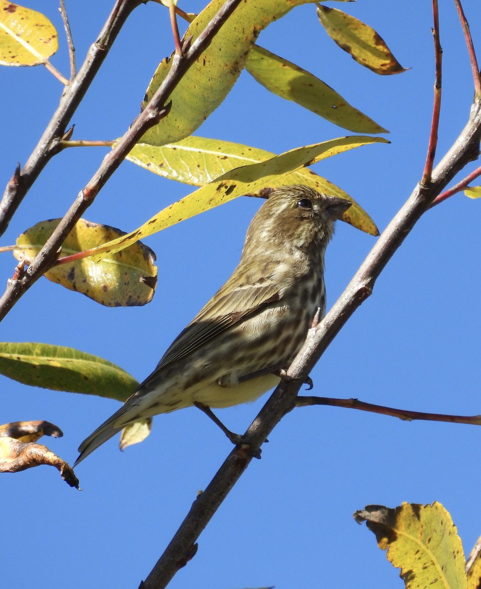 Purple Finch - ML645628031