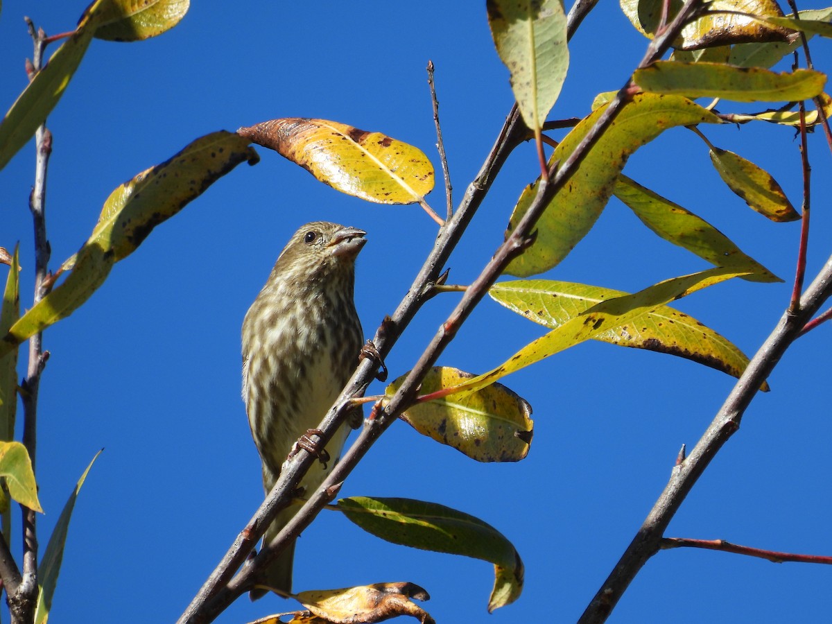 Purple Finch - ML645628032
