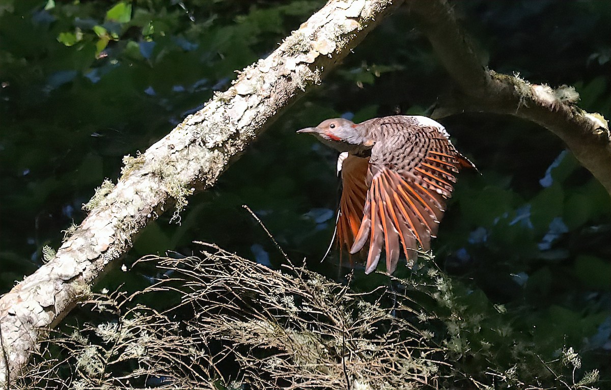 Northern Flicker - ML645628034