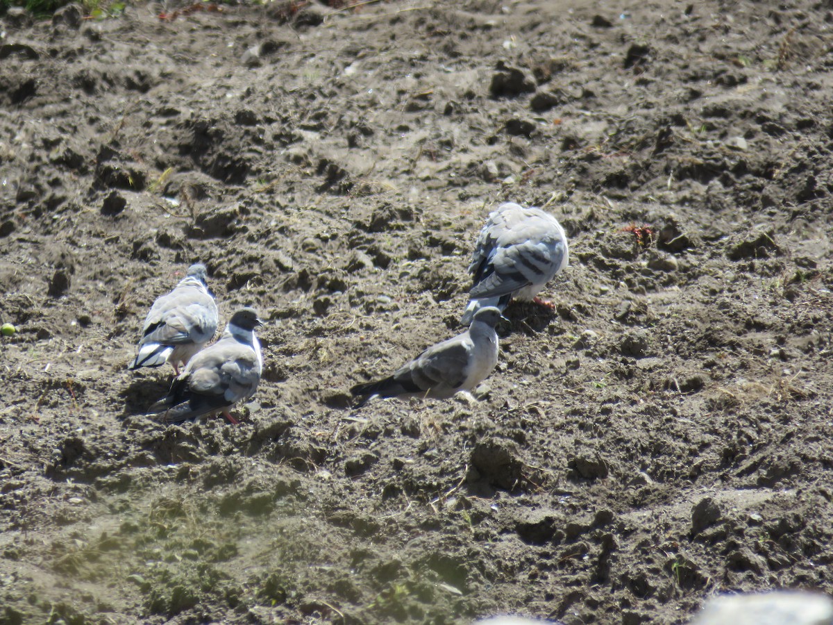 holub sněžný - ML645628038