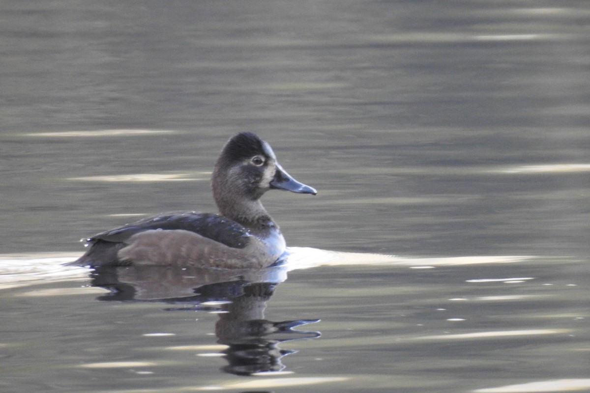 Ring-necked Duck - ML645628043