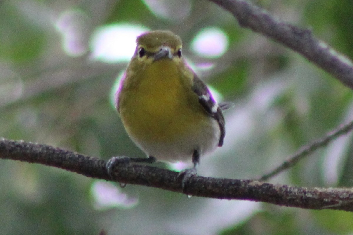 Yellow-throated Vireo - ML645628045
