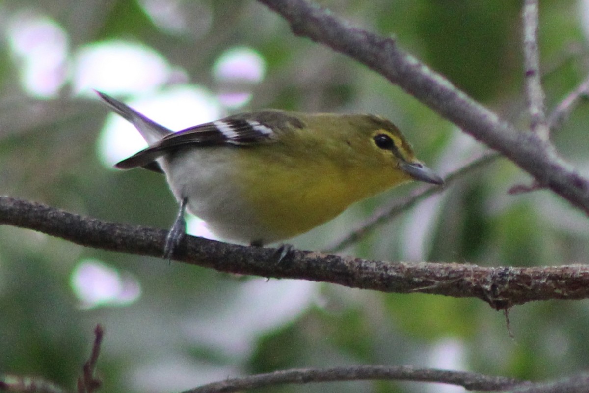 Yellow-throated Vireo - ML645628046
