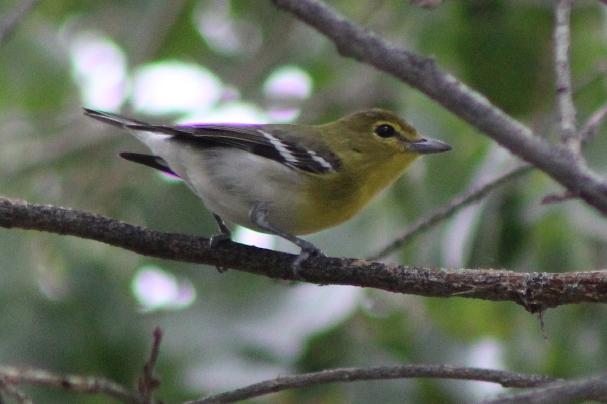 Yellow-throated Vireo - ML645628047