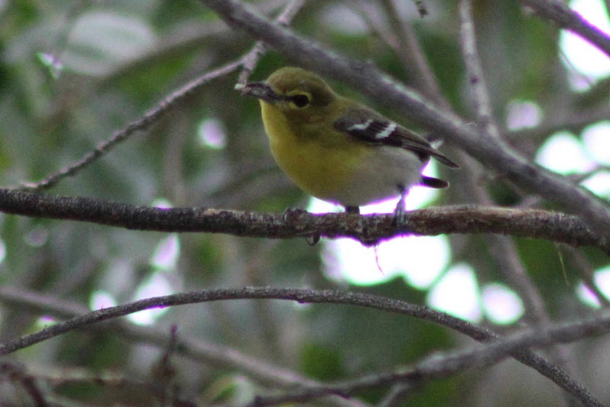 Yellow-throated Vireo - ML645628048