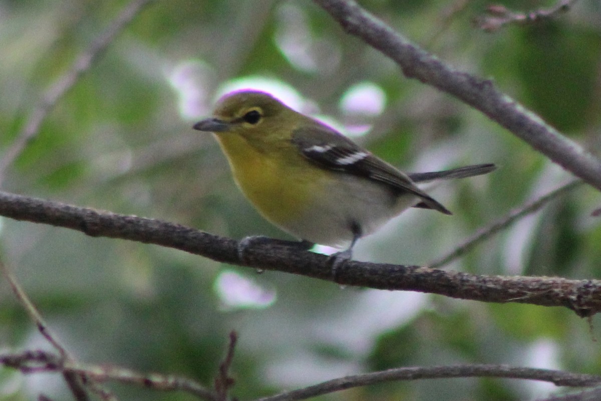 Yellow-throated Vireo - ML645628049