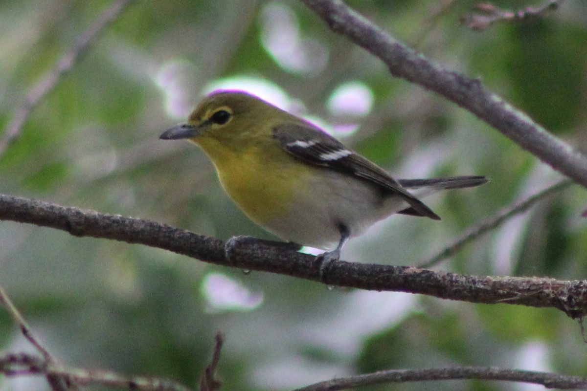 Yellow-throated Vireo - ML645628050