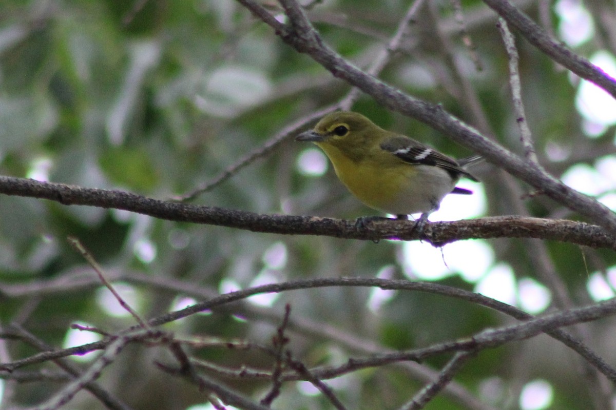 Yellow-throated Vireo - ML645628052