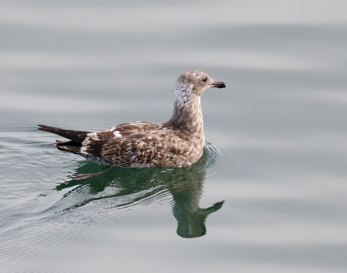 Западная чайка - ML645628053
