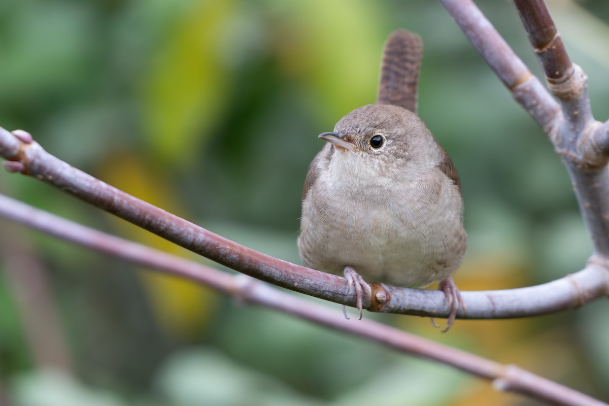 Northern House Wren - ML645628061