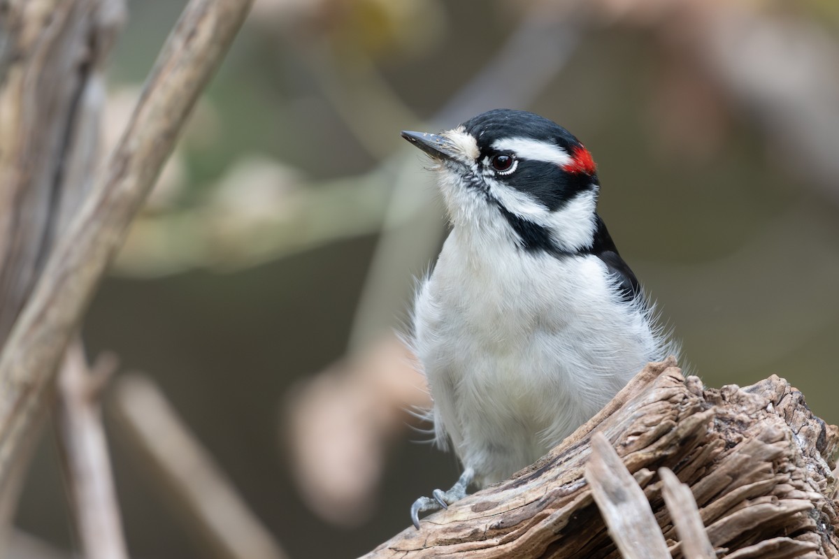 Downy Woodpecker - ML645628067