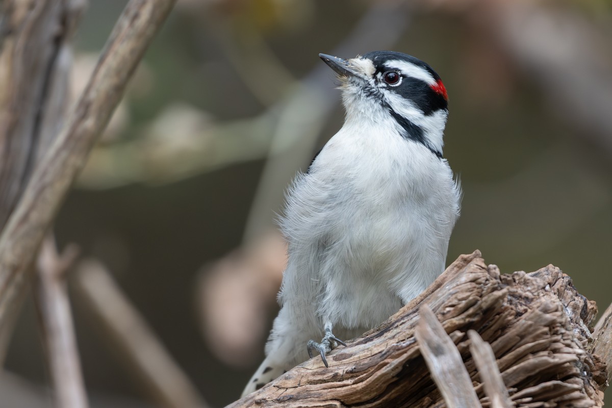 Downy Woodpecker - ML645628068