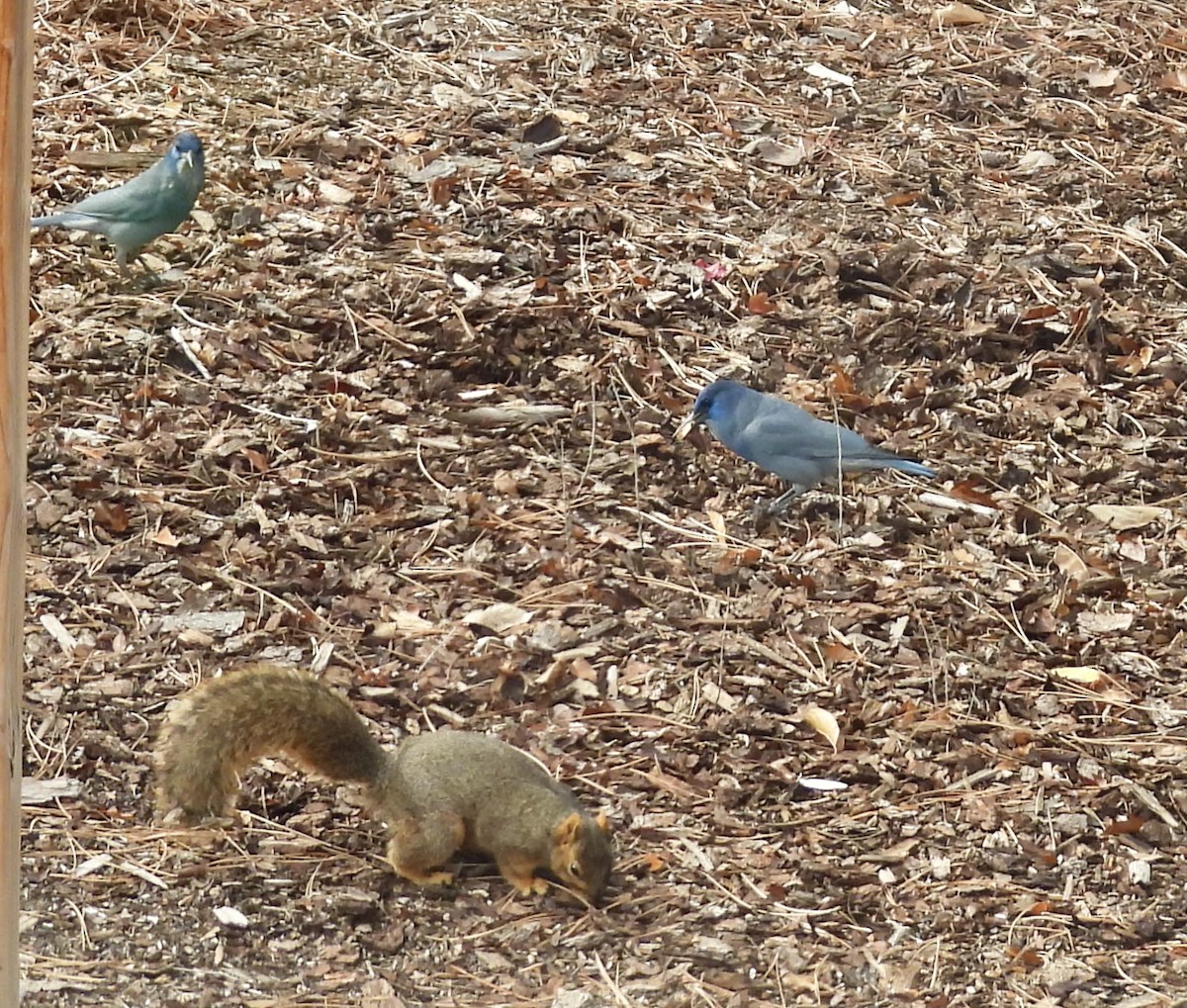 Animals - ML645628076