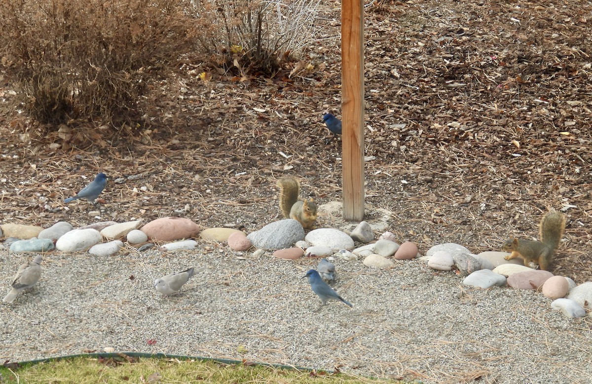 Animals - ML645628077