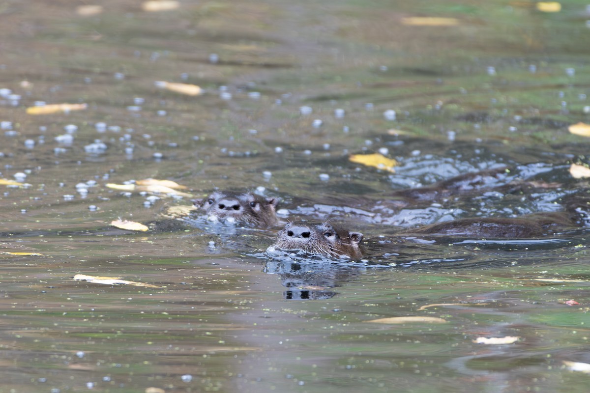 North American River Otter - ML645628079